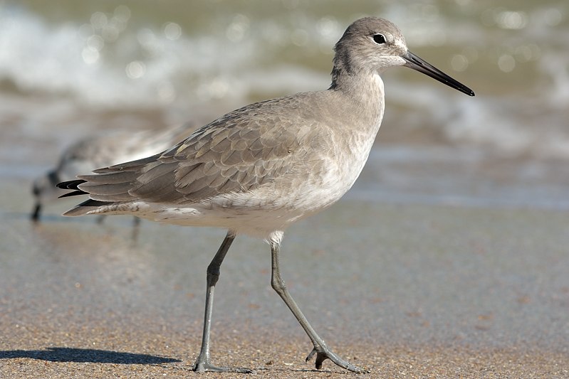 Willet